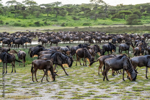 Dense herd of Wildebeest (Connochaetes taurinus) grazing and drinking in the Ndutu area of the Ngorongoro Conservation Area; Tanzania photo