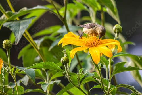 African Citril (Serinus citrinelloides) sips nectar from a yellow flower in Bwindi Impenetrable National Park; Uganda photo