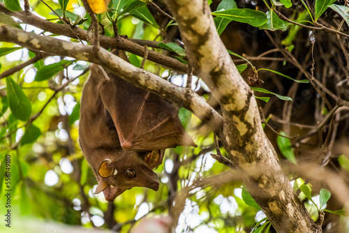 Whalberg's Epauletted Fruit Bat (Epomophorus wahlbergi) hanging upside down in a tree at KIA Lodge; Tanzania photo