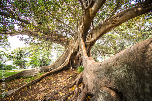 Australian banyan, Moreton Bay fig, Ficus macrophylla, Árbol típico australiano, Higuera Australiana © Kova