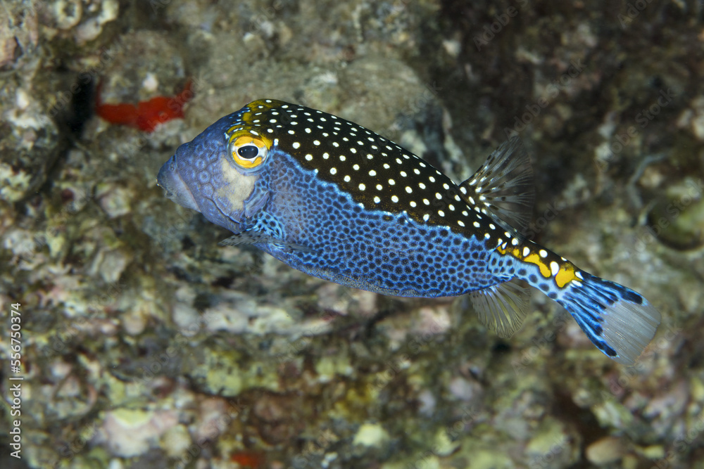 Spotted boxfish (Ostracion meleagris), also known as white-spotted ...