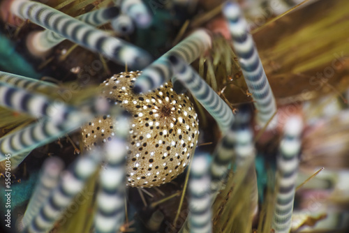 Banded Sea Urchin (Echinothrix calamaris); Maui, Hawaii, United States of America photo