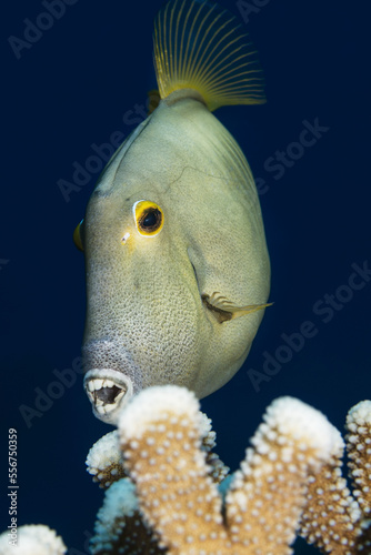 Barred Filefish (Cantherhines dumerilii) eating antler coral; Maui, Hawaii, United States of America photo