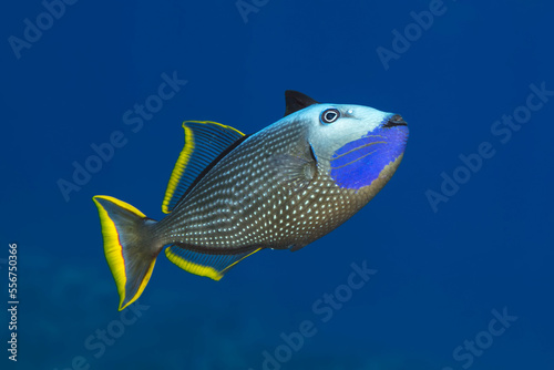 Male Gilded Triggerfish (Xanthichthys auromarginatus); Maui, Hawaii, United States of America photo