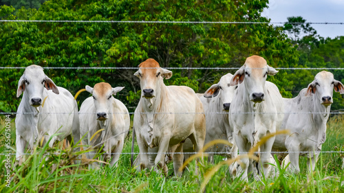Brahman beef cattle (Bos taurus indicus) standing behind a wire fence in a field and looking at the camera; Australia photo