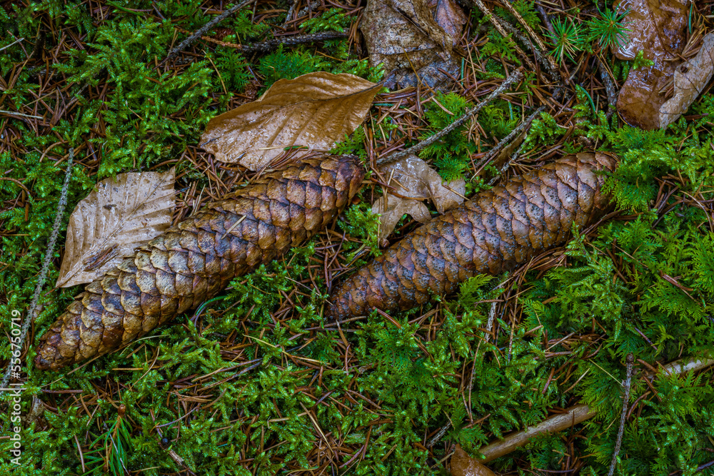 Pine Cone and Leaves. Pine cone and leaves on the forest floor, ideal for backgrounds, nature themes, forest themes.

