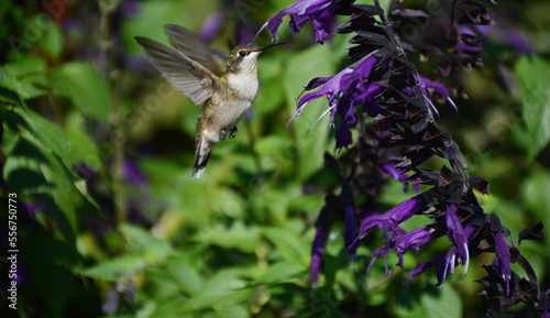 Hovering Ruby-Throated Hummingbird Sipping Nectar From Purple Flower Blossom
