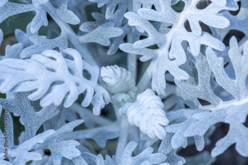 Close-up detail of a Dusty Miller plant (Artemisia stelleriana), Banff National Park; Banff, Alberta, Canada photo