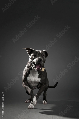 Portrait of a pitt bull mix dog on a black background, mouth open and looking like it's doing a dance step