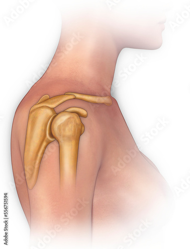 Illustration of human shoulder joint; Illustration photo