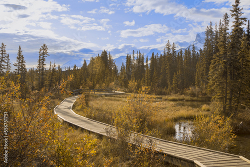 Wooden boardwalk winding through the wetland wilderness in autumn; Canmore, Alberta, Canada photo