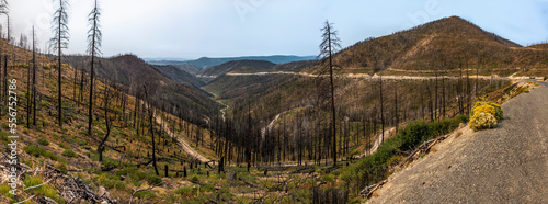 Scenic view of the burnt out trees and aftermath of the Cornet Forest Fire as seen from along Highway 245; Baker County, Oregon, United States of America