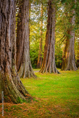 Redwood trees of the ancient woodland shade the property of the Minsteracres estate; Minsteracres, Consett, England, United Kingdom photo