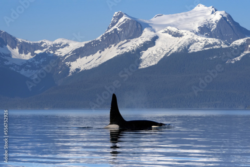 Orca with dorsal fin sticking up in the Lynn Canal with the snow covered Coastal Range, Alaska, USA