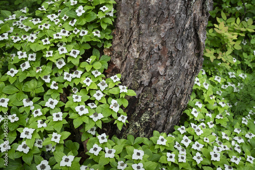 White flowering Bunch Berry plants (Cornus canadensis) on the forest floor in the Tongass National Forest surrounding a tree trunk; Southeast Alaska, United States of America