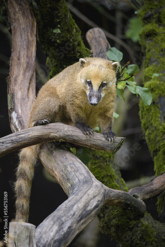 South American coati (Nasua nasua)  or Ring-tailed coati standing on a tree branch looking down, captive in a zoo; Germany photo