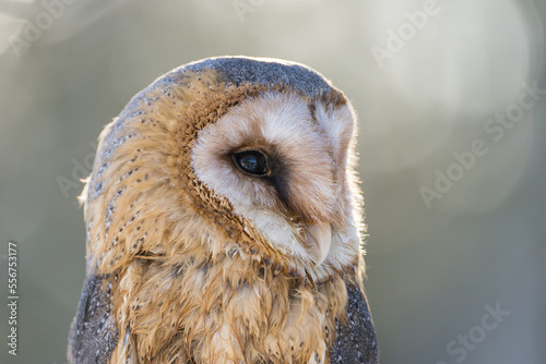 Barn owl (Tyto alba) portrait, Bohemian Forest; Czech Republic photo