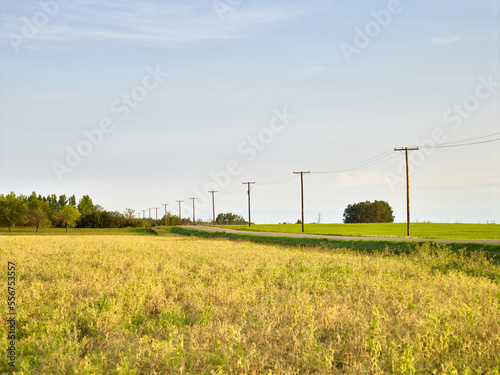 Country road lined with telephone poles through grassy farmland on a sunny day; Cochrane, Alberta, Canada