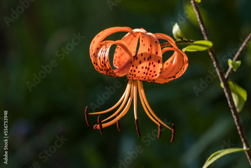 A Tiger Lily (Lilium columbianum) blooms in an Oregon flower garden; Astoria, Oregon, United States of America
