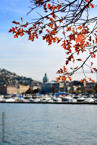 fall atmosphere over the lake with yellow leaves and blue wather contrast. photo