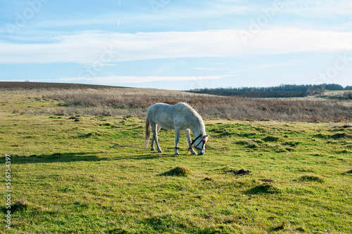 white mare with chestnut foliage in the mountains of a beautiful sunny day