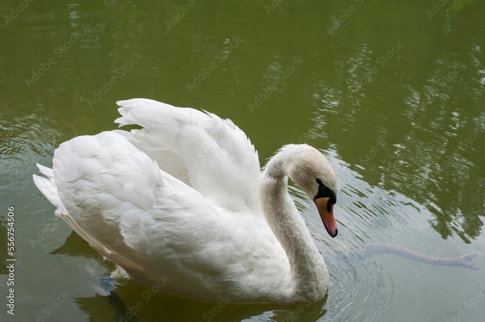 Fototapeta premium A white majestic swan floats in front of a wave of water. Young swan in the middle of the water. Drops on a wet head.