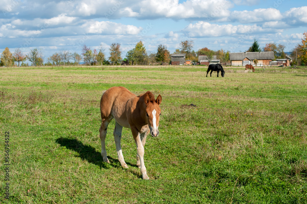 a brown foal grazes in nature against the background of an autumn forest