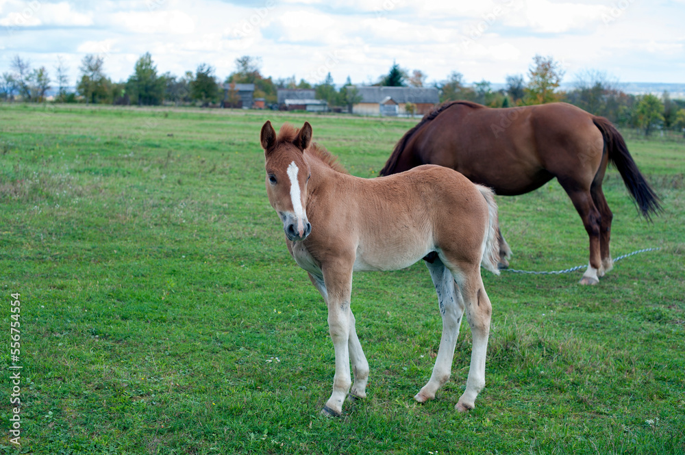 brown mare with foal in the mountains on a beautiful sunny day brown mare with foal in the mountains on a beautiful sunny day