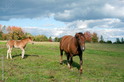 brown mare with foal in the mountains on a beautiful sunny day