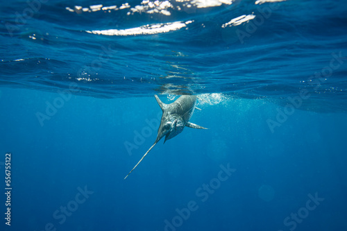 A swordfish (Xiphias gladius) caught by fishing line under the water; Islamorada, Florida, United States of America photo
