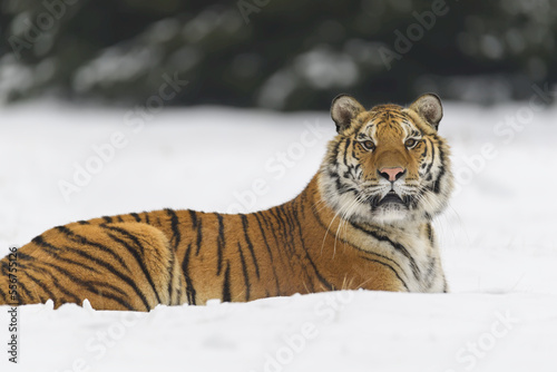 Siberian tiger (Panthera tigris altaica) lying in snow in winter; Czech Republic photo
