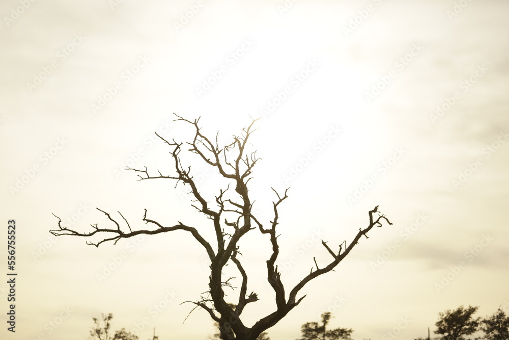 Fototapeta premium ramas de árbol