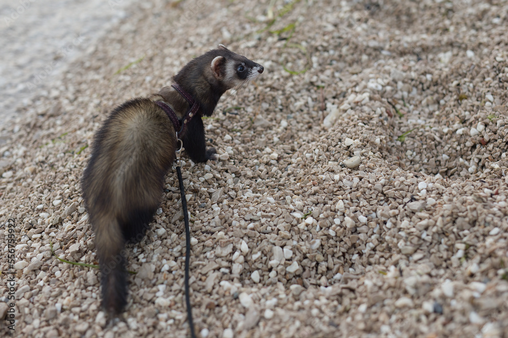 Ferret enjoying walking and game on sumer sea coast Ferret enjoying walking and game on sumer sea coast