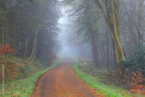 Foggy Winters Day at Hamsterley forest showing the Forest Drive. County Durham  England  UK.