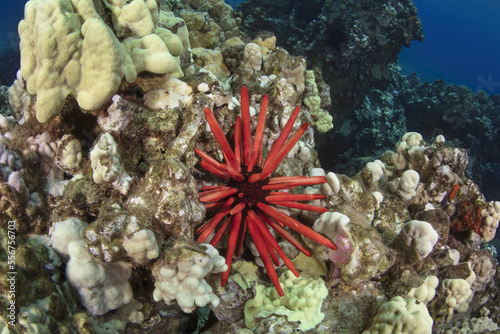 Red pencil urchin (Heterocentrotus mamillatus) resting in the coral feeding on algae; Maui, Hawaii, United States of America photo