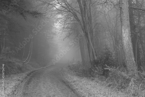 Black and White image on a foggy winters day at Hamsterley forest showing the Forest Drive. County Durham  England  UK.
