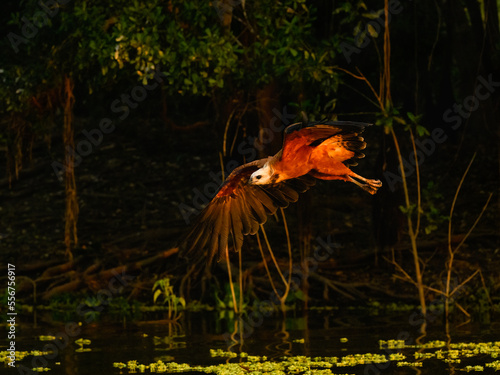 Black-collared Hawk in flight, diving for the fish photo