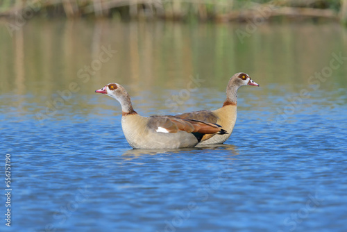 Egyptian Goose (Alopochen aegyptiacus) pair swimming; Europe photo