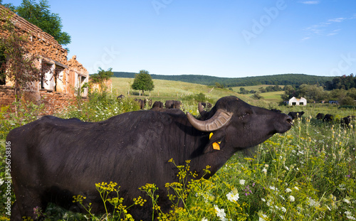 Water buffalo in a wild flower meadow at Ferma Indianului Farm, Romania photo
