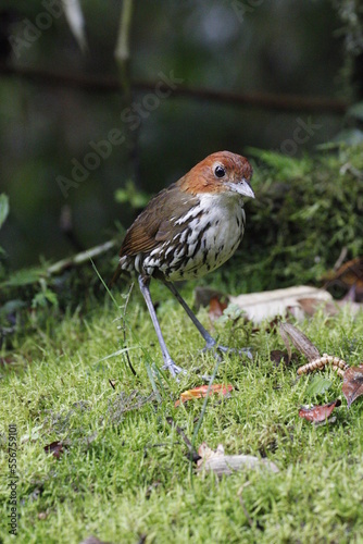 Grallaria Ruficapilla. Un pájaro difícil de ver. Terrestre muy hermosa y difícil de observar. Se encuentra en Caldas, Colombia. photo