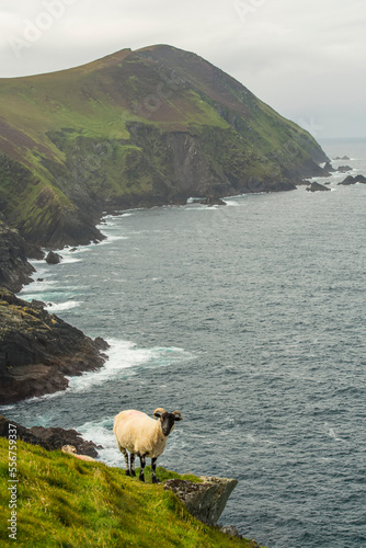Sheep (Ovis aries) looking at camera standing on the edge of a seacliff, roaming Great Blasket Island (famous for 19th and 20th Century Irish Language Memoirs); Blasket Islands, County Kerry, Ireland photo