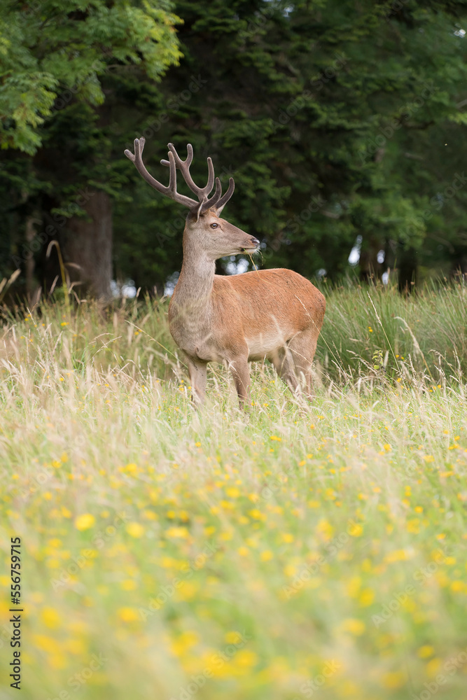 custom made wallpaper toronto digitalPortrait of a red deer (Cervus elaphus) standing in the long grass in Killarney National Park; Killarney, County Kerry, Ireland