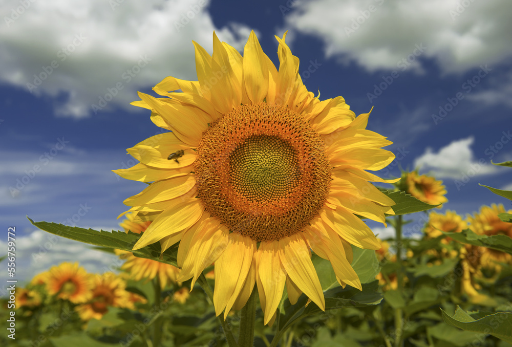 Bees collect pollen at sunflower. Sunflower field with blue sky and clouds in the background Bees collect pollen at sunflower. Sunflower field with blue sky and clouds in the background
