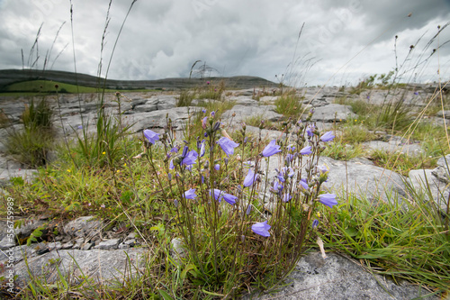 The barren lunar landscape of limestone found in the Burren National Park, County Clare, Ireland photo