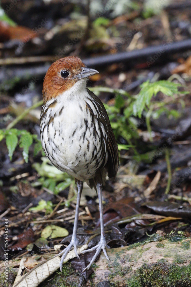 Grallaria Ruficapilla. Un pájaro difícil de ver. Terrestre muy hermosa y difícil de observar. Se encuentra en Caldas, Colombia. Grallaria Ruficapilla. Un pájaro difícil de ver. Terrestre muy hermosa y difícil de observar. Se encuentra en Caldas, Colombia.