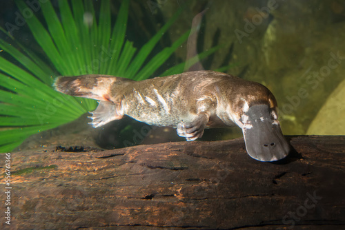 A Platypus (Ornithorhynchus anatinus) swims underwater at an enclosure at a zoo in Australia; Brisbane, Australia