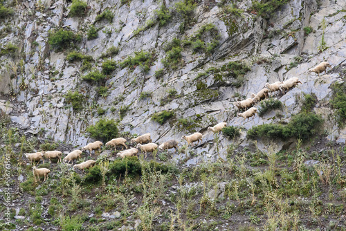Sheep (Ovis aries) moving down the rocky cliffs grazing along the Alazani River Valley near Dartlo in the Tusheti National Park; Dartlo, Kakheti, Georgia photo