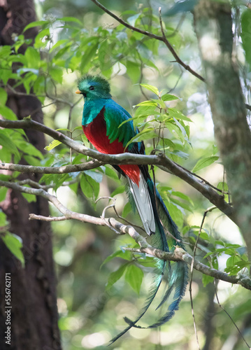 A male Resplendent quetzal (Pharomachrus mocinno) perches in a tree branch; Monteverde, Costa Rica photo