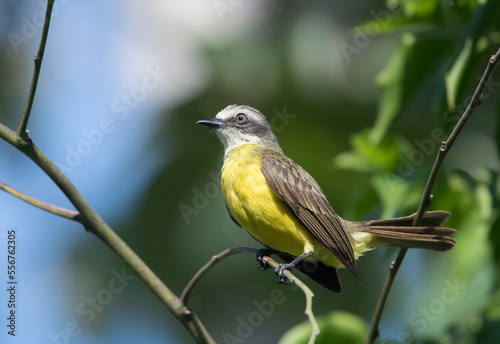 A Tropical kingbird (Tyrannus melancholicus) perches on a tree branch in the forest; Puntarenas, Costa Rica photo