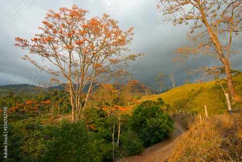 Sunset over blooming Erythrina poeppigiana trees in the mountains of Perez Zeledon, Costs Rica photo